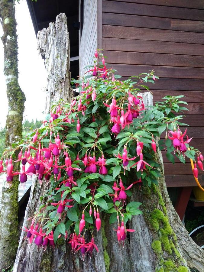 Spring Garden Hotell Kampong Kundassan Eksteriør bilde